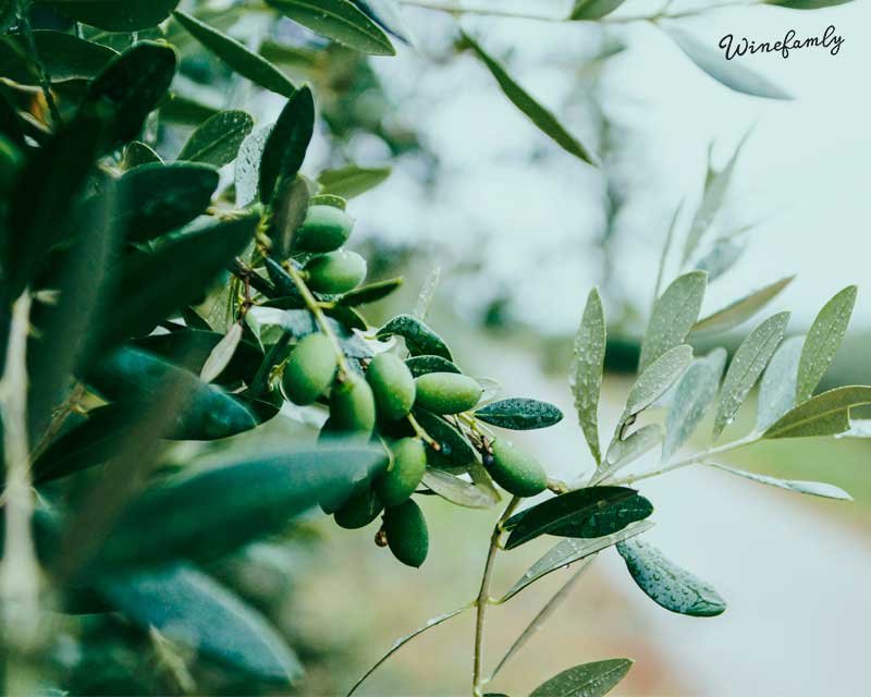 Extra Jomfru olivenolie fra Toscana i Italien