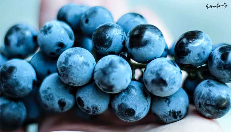 De blå druer - kend dine rødvinsdruer